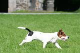 JACK RUSSEL 318